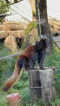 天王寺動物園に投稿された画像（2025/4/29）