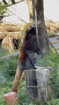 天王寺動物園に投稿された画像（2025/4/29）