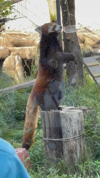 天王寺動物園に投稿された画像（2025/4/29）