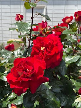 横浜イングリッシュガーデンに投稿された画像（2025/4/29）