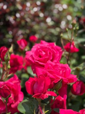 横浜イングリッシュガーデンに投稿された画像（2025/4/29）