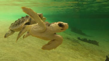 鴨川シーワールドに投稿された画像（2025/4/29）