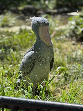 恩賜上野動物園に投稿された画像（2025/4/29）