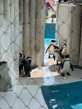 恩賜上野動物園に投稿された画像（2025/4/29）