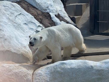 恩賜上野動物園に投稿された画像（2025/4/29）