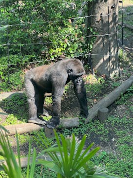 恩賜上野動物園に投稿された画像（2025/4/29）