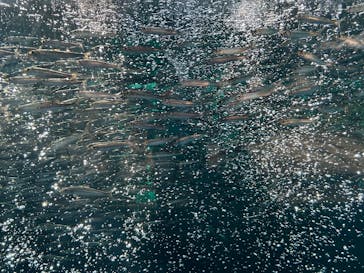 環境水族館アクアマリンふくしまに投稿された画像（2025/4/29）