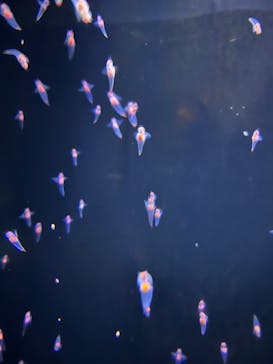 環境水族館アクアマリンふくしまに投稿された画像（2025/4/29）