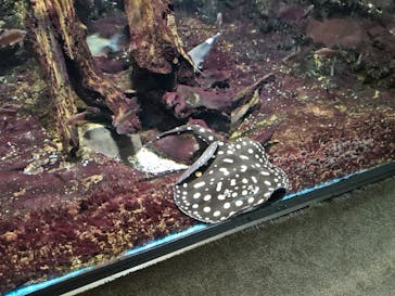 サンシャイン水族館に投稿された画像（2025/4/29）