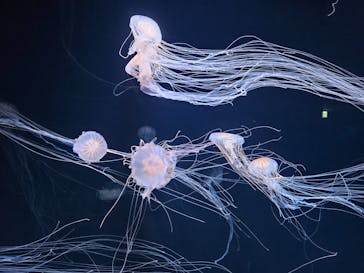 サンシャイン水族館に投稿された画像（2025/4/29）