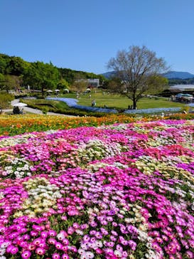 やまぐちフラワーランドに投稿された画像（2025/4/29）