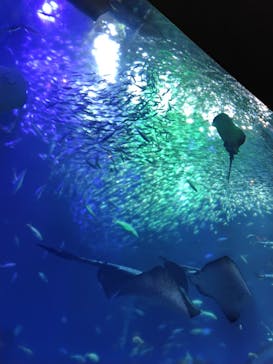 アクアワールド茨城県大洗水族館に投稿された画像（2025/4/29）