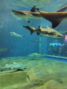 アクアワールド茨城県大洗水族館に投稿された画像（2025/4/29）