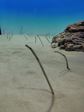 アクアワールド茨城県大洗水族館に投稿された画像（2025/4/29）
