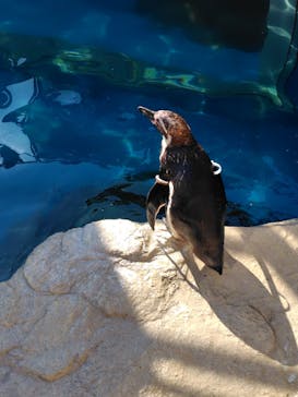 アクアワールド茨城県大洗水族館に投稿された画像（2025/4/29）