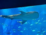 沖縄美ら海水族館に投稿された画像（2025/4/29）