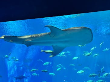 沖縄美ら海水族館に投稿された画像（2025/4/29）