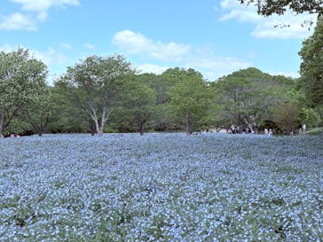 こうべアグリパークネモフィラの丘2025に投稿された画像（2025/4/29）