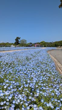 淡路ファームパーク イングランドの丘に投稿された画像（2025/4/29）