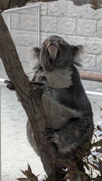 淡路ファームパーク イングランドの丘に投稿された画像（2025/4/29）