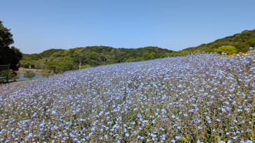 淡路ファームパーク イングランドの丘に投稿された画像（2025/4/29）