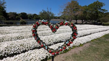 淡路ファームパーク イングランドの丘に投稿された画像（2025/4/29）