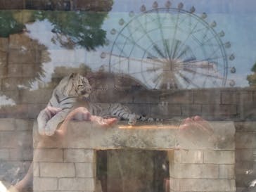 東武動物公園に投稿された画像（2025/4/29）