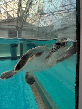 名古屋港水族館に投稿された画像（2025/4/29）