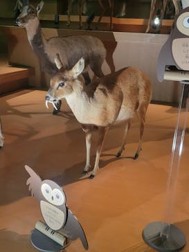 国立科学博物館に投稿された画像（2025/4/29）