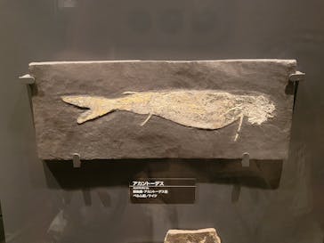 国立科学博物館に投稿された画像（2025/4/29）