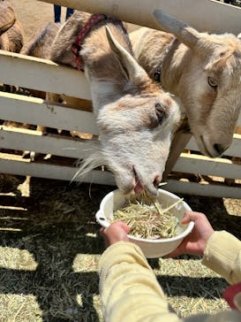 成田ゆめ牧場に投稿された画像（2025/4/29）