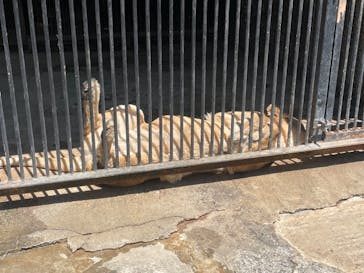 しろとり動物園に投稿された画像（2025/4/29）