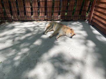 しろとり動物園に投稿された画像（2025/4/29）