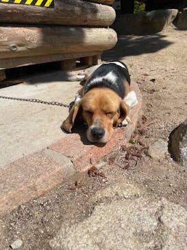 しろとり動物園に投稿された画像（2025/4/29）