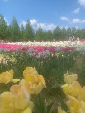 滋賀農業公園ブルーメの丘に投稿された画像（2025/4/29）