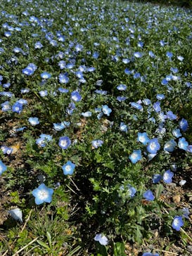 こうべアグリパークネモフィラの丘2025に投稿された画像（2025/4/29）