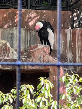 天王寺動物園に投稿された画像（2025/4/29）