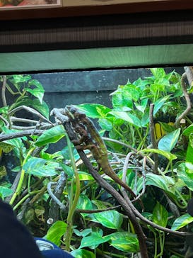 天王寺動物園に投稿された画像（2025/4/29）