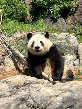 恩賜上野動物園に投稿された画像（2025/4/29）