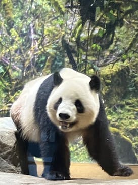 恩賜上野動物園に投稿された画像（2025/4/29）