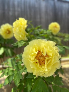 日本庭園　由志園に投稿された画像（2025/4/29）