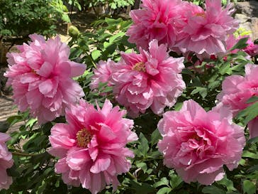 日本庭園　由志園に投稿された画像（2025/4/29）