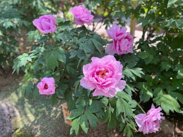 日本庭園　由志園に投稿された画像（2025/4/29）