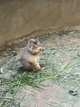 神戸どうぶつ王国×有馬街道温泉すずらんの湯に投稿された画像（2025/4/29）
