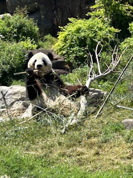 恩賜上野動物園に投稿された画像（2025/4/29）