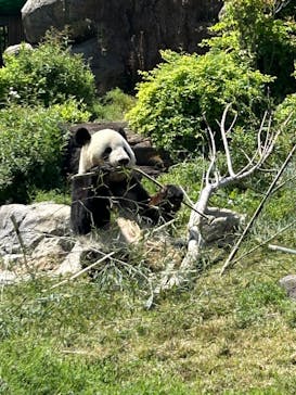 恩賜上野動物園に投稿された画像（2025/4/29）