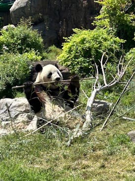 恩賜上野動物園に投稿された画像（2025/4/29）