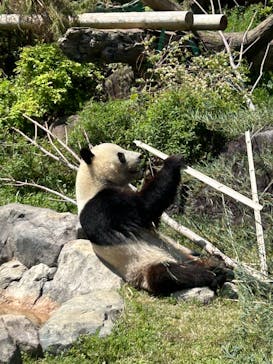 恩賜上野動物園に投稿された画像（2025/4/29）