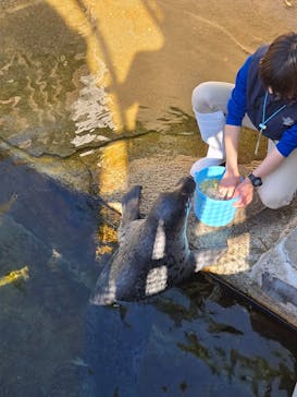 下田海中水族館に投稿された画像（2025/4/29）