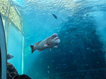 下田海中水族館に投稿された画像（2025/4/29）